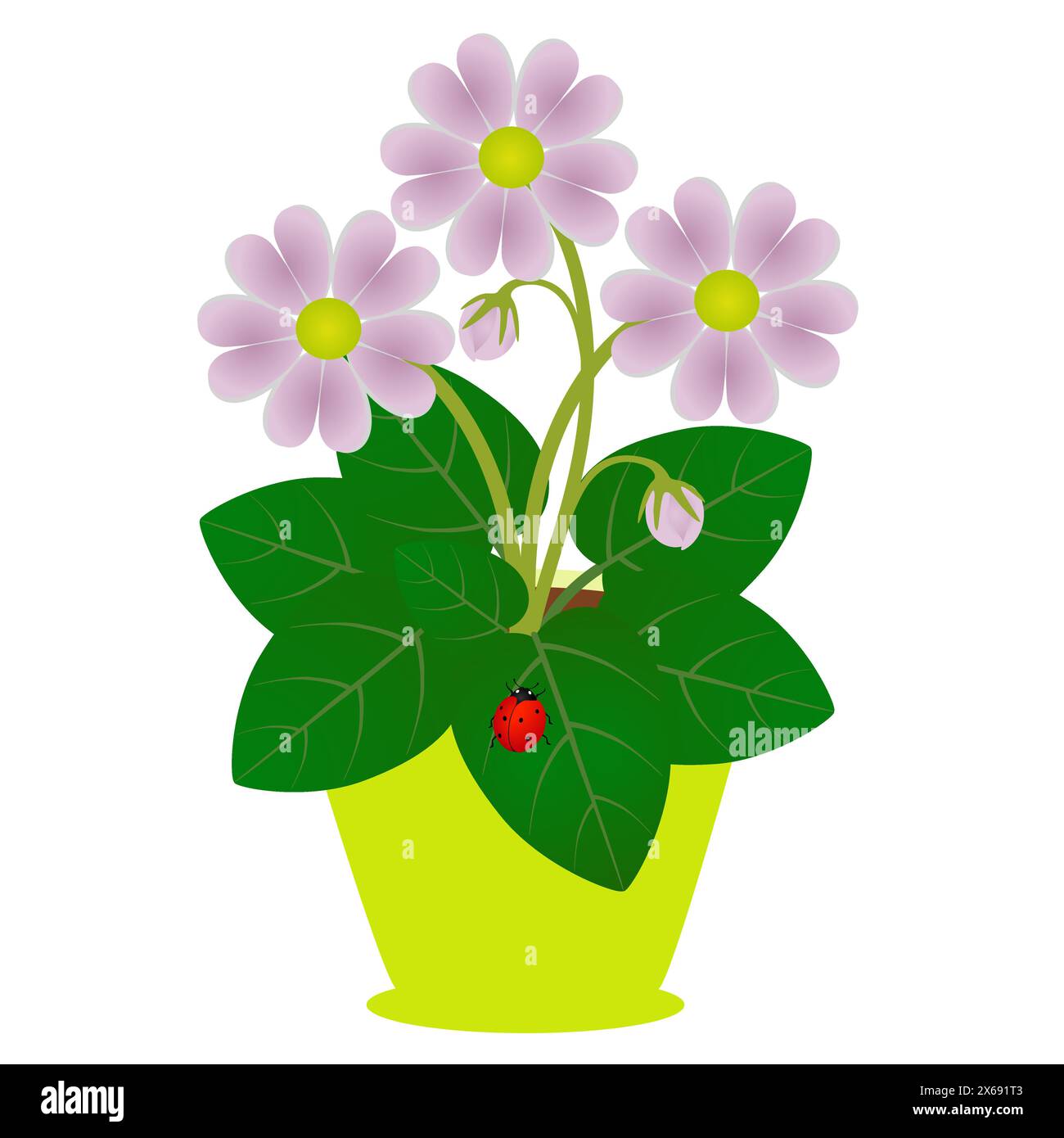 flowers-in-a-pot-with-a-ladybug-on-leaves-on-a-white-background-stock
