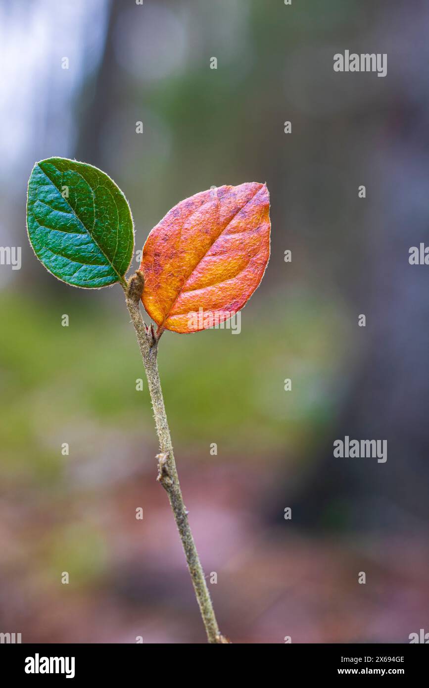 Forest leaves plant life hi-res stock photography and images - Alamy