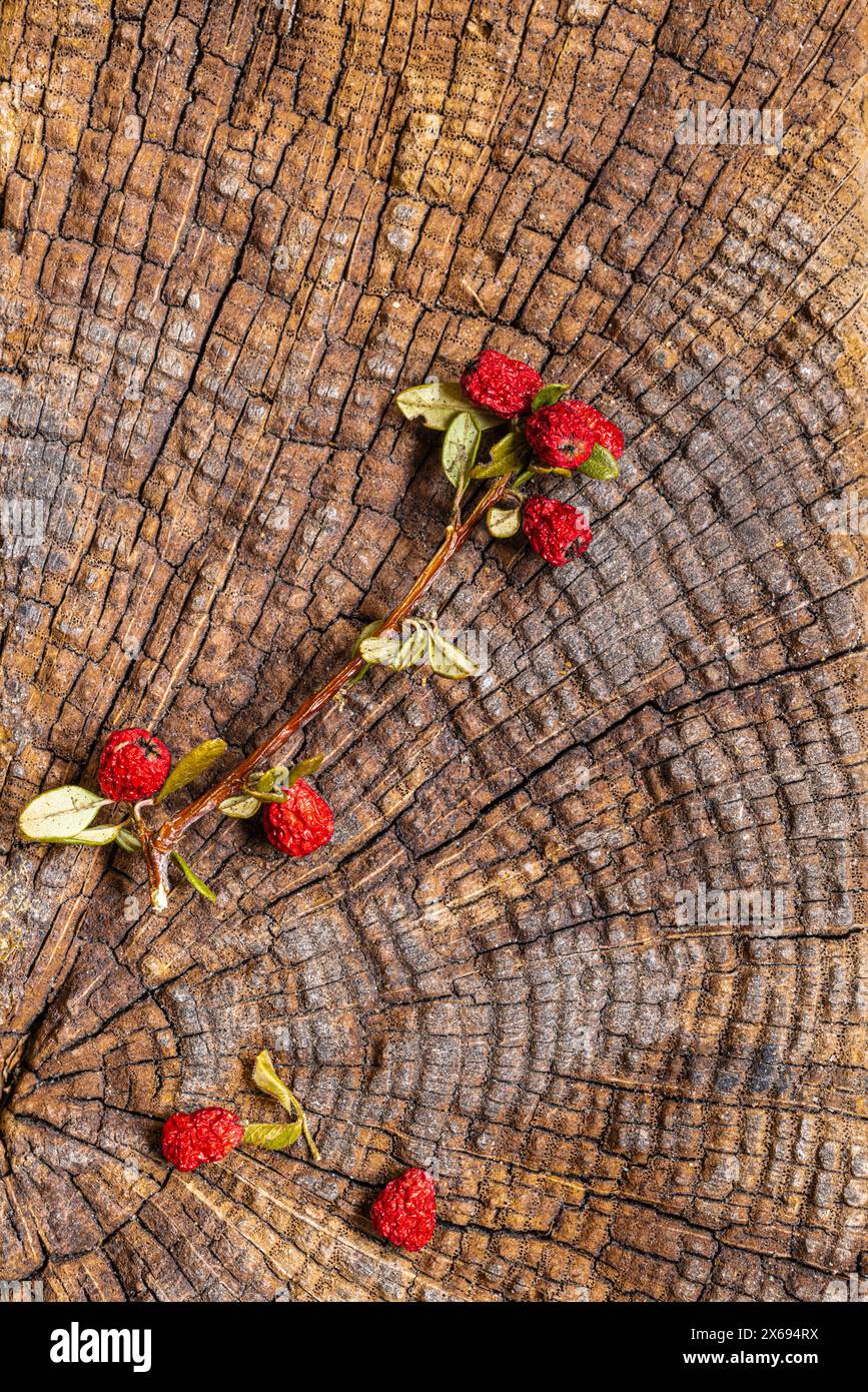 Cotoneaster fruit on a weathered wooden background, close-up, still life Stock Photo