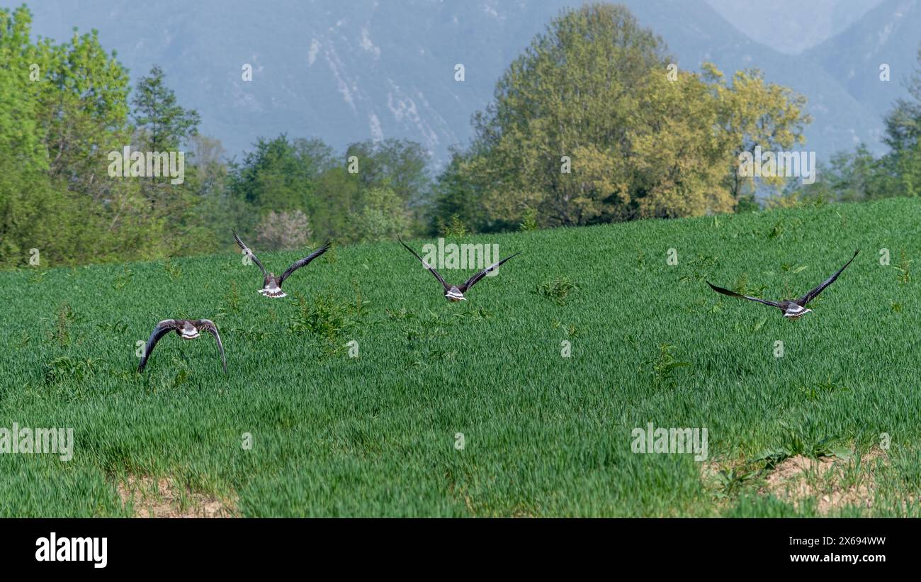 Greylag geese in flight over a newly sown field. Large Goose with White Belly. Stock Photo