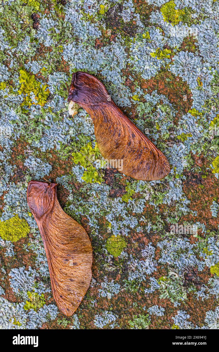 Close-up of a dry maple seed on a mossy paving stone, still life Stock Photo