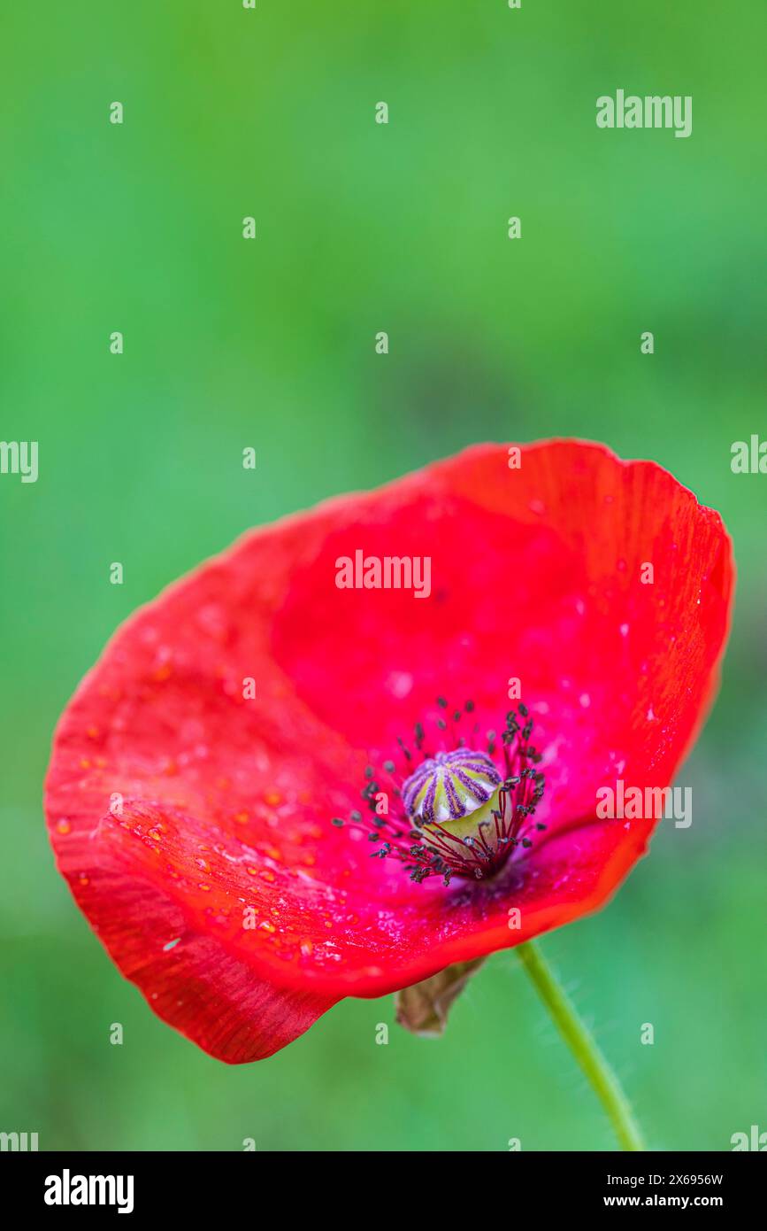 Close up with free space hi-res stock photography and images - Alamy