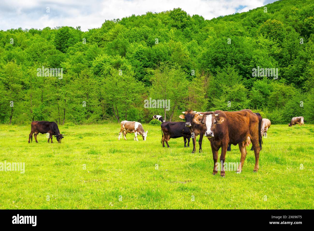 cow grazing on the meadow. cattle near the forest. grassy carpathian countryside in spring Stock Photo