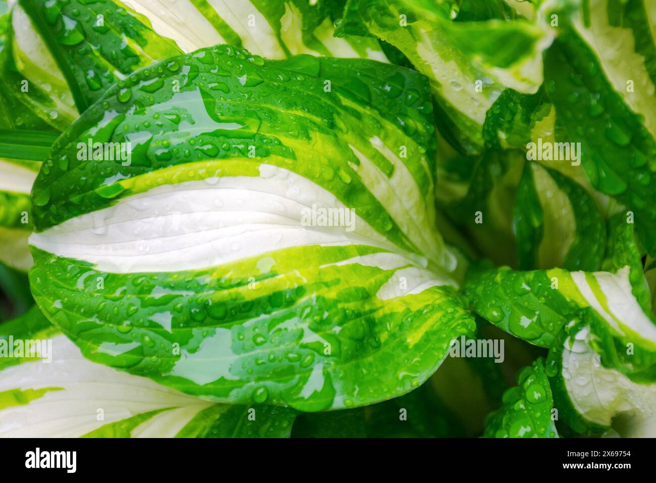 wet nature background in water drops. closeup of dew on the surface of a leaf. clean environment and freshness concept Stock Photo