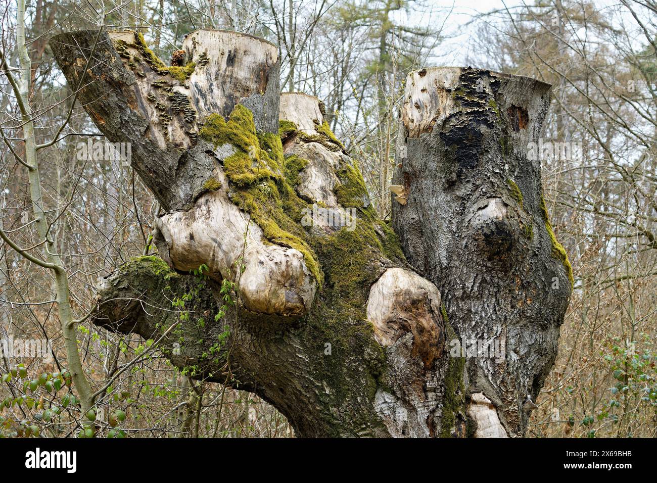 Bizarre overgrown beech trees hi-res stock photography and images - Alamy