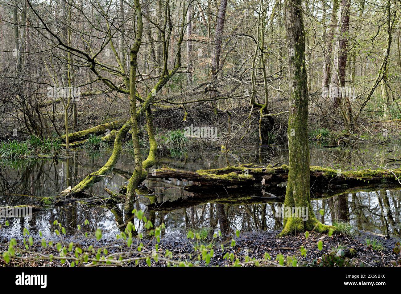 Europe, Germany, North Rhine-Westphalia, Bonn, city, Bonn, Ippendorf, Kottenforst, Waldau, forest, nature reserve, forest reserve, swampy terrain, water, beech, pine, tree, tree stump, moss-covered trunk lying in water, dead, deadwood, weathered, atmosphere, mystical, beginning green, slightly cloudy, daylight, Stock Photo