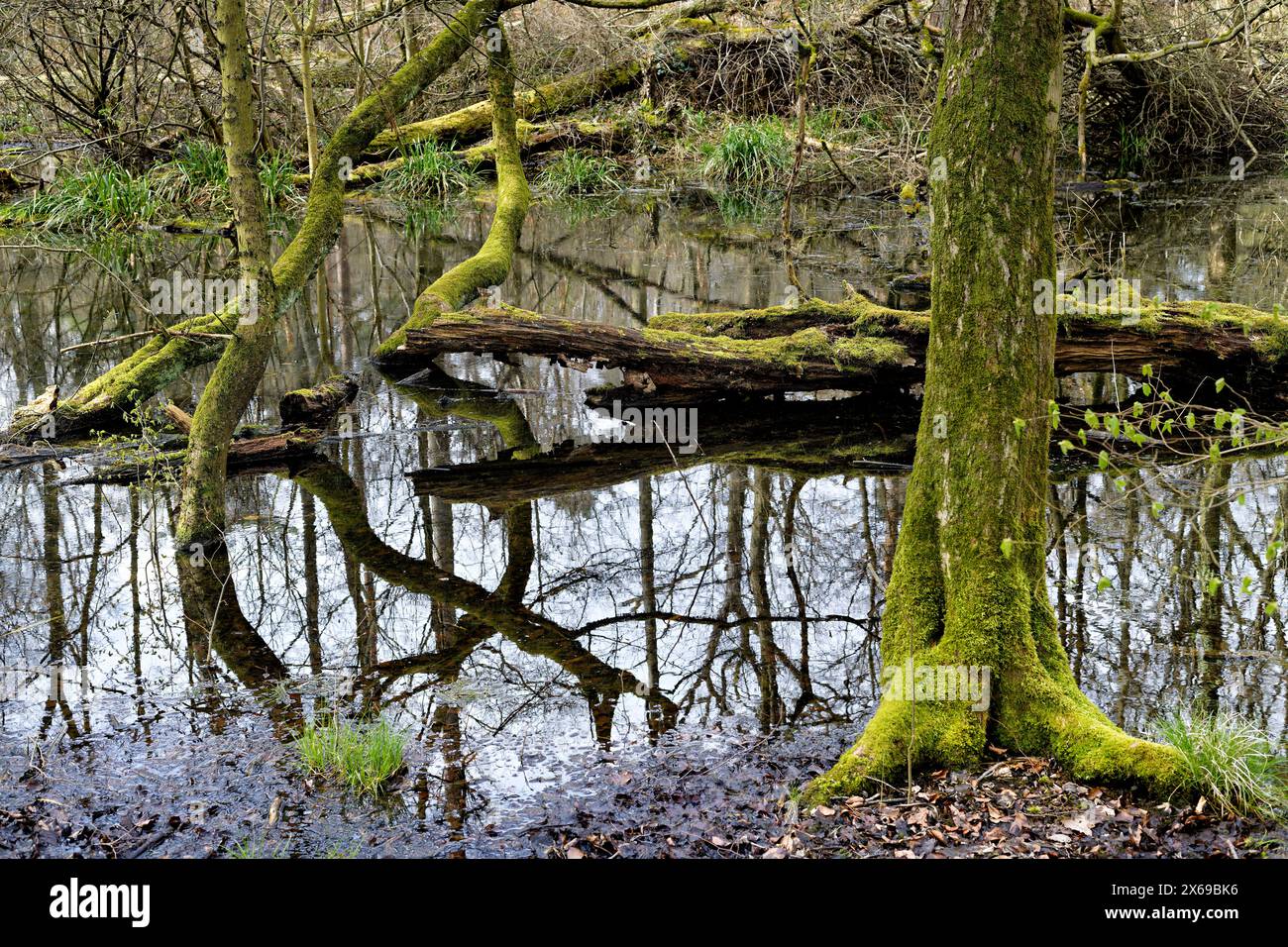 Europe, Germany, North Rhine-Westphalia, Bonn, city, Bonn, Ippendorf, Kottenforst, Waldau, forest, nature reserve, forest reserve, swampy terrain, water, beech, pine, tree, tree stump, moss-covered trunk lying in water, dead, deadwood, weathered, atmosphere, mystical, spring, beginning green, slightly cloudy, daylight, Stock Photo