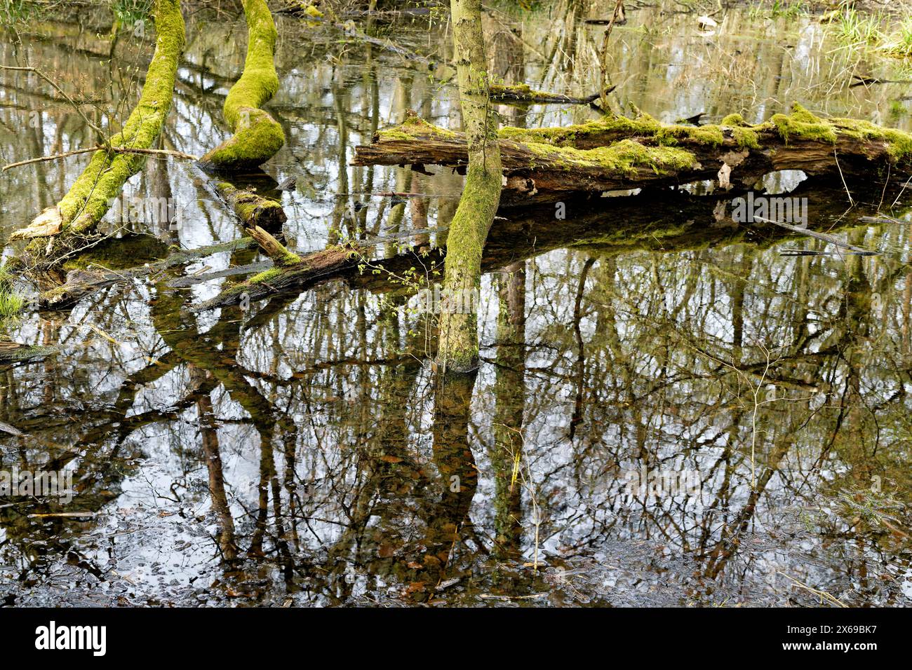 Europe, Germany, North Rhine-Westphalia, Bonn, city, Bonn, Ippendorf, Kottenforst, Waldau, forest, nature reserve, forest reserve, swampy terrain, water, beech, pine, tree, tree stump, moss-covered trunk, lying in water, dead, deadwood, weathered, atmosphere, mystical, spring, beginning green, slightly cloudy, daylight, Stock Photo