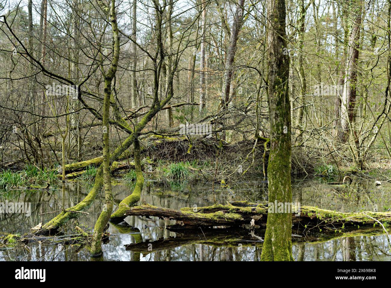 Europe, Germany, North Rhine-Westphalia, Bonn, city, Bonn, Ippendorf, Kottenforst, Waldau, forest, nature reserve, forest reserve, swampy terrain, water, beech, pine, hornbeam, tree, tree stump, moss-covered trunk, lying in water, dead, deadwood, weathered, atmosphere, mystical, beginning green, sky, slightly cloudy, spring, daylight, Stock Photo