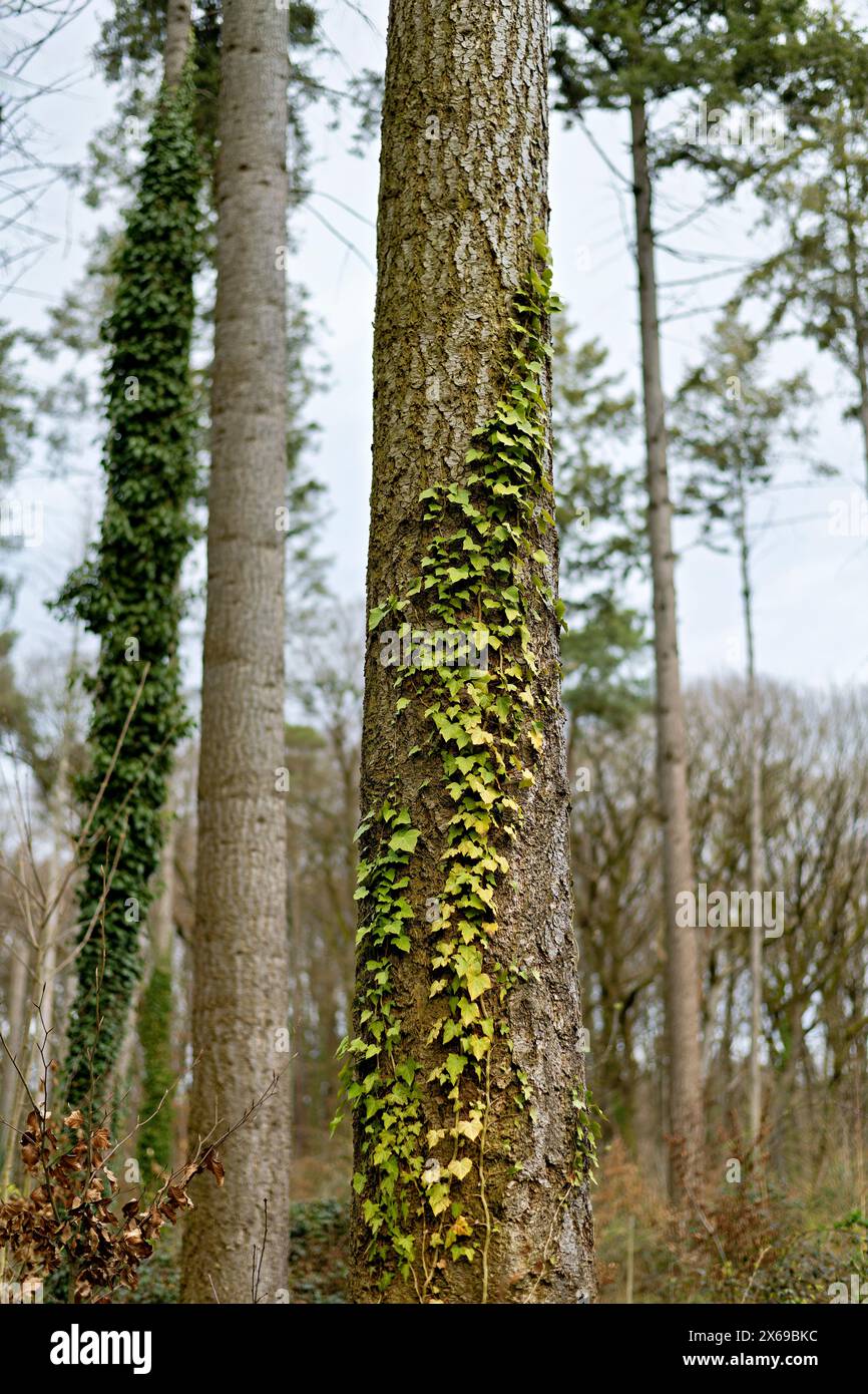 Europe, Germany, North Rhine-Westphalia, Bonn, city, Bonn, Ippendorf, Kottenforst, Waldau, forest, nature reserve, pine, Scots pine, Pinus sylvestris, conifer, evergreen, full woody long trunk, covered with young ivy, surrounded by pines, spring, beginning green, daylight, Stock Photo