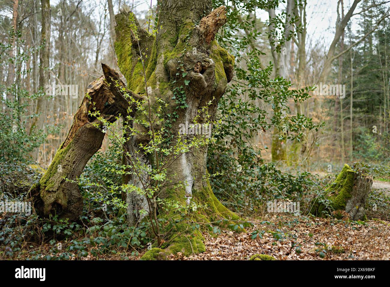 Europe, Germany, North Rhine-Westphalia, Bonn, city, Bonn, Ippendorf, Kottenforst, Waldau, forest, nature reserve, beech, beech tree, tree stump, old tree, dead wood, tree creature, moss-covered trunk, broken branch, atmosphere, mystical, foreground young beech, contrast, old and young, background forest, spring, beginning green, daylight, Stock Photo