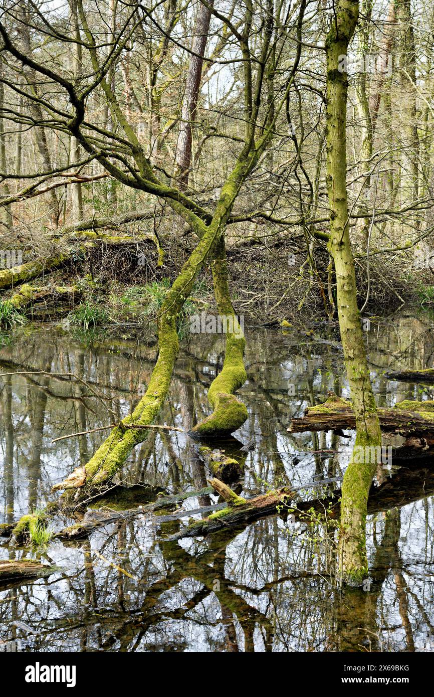 Europe, Germany, North Rhine-Westphalia, Bonn, city, Bonn, Ippendorf, Kottenforst, Waldau, forest, nature reserve, forest reserve, swampy terrain, water, beech, pine, tree, tree stump, moss-covered trunk, lying in water, dead, deadwood, weathered, atmosphere, mystical, spring, beginning green, sky, slightly cloudy, daylight, Stock Photo
