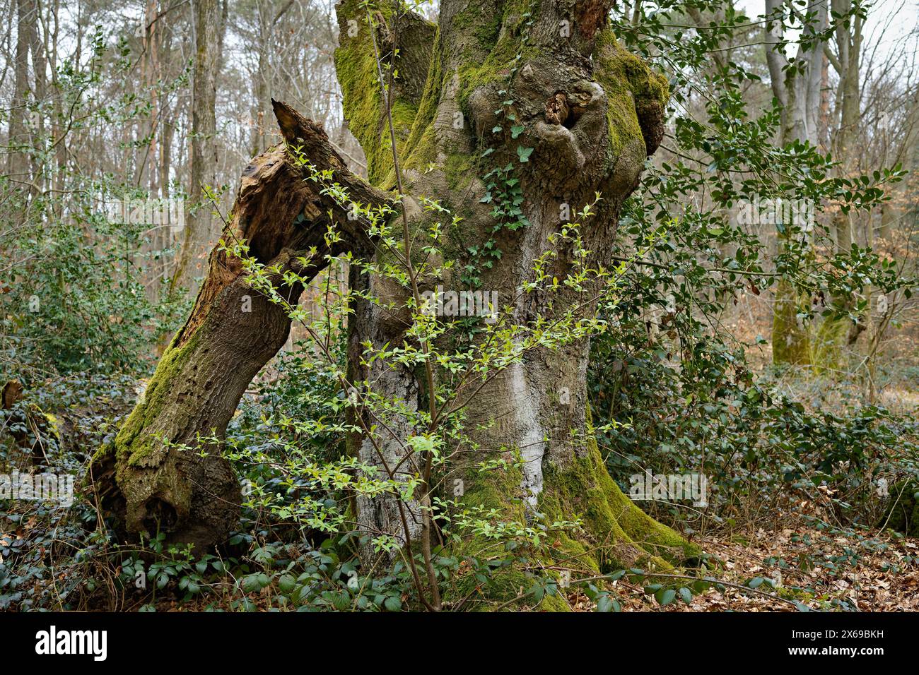Europe, Germany, North Rhine-Westphalia, Bonn, city, Bonn, Ippendorf, Kottenforst, Waldau, forest, nature reserve, beech, beech tree, tree stump, old tree, dead wood, tree creature, moss-covered trunk, broken branch, atmosphere, mystical, enchanted, foreground young beech, contrast, old and young, background forest, spring, beginning green, daylight, Stock Photo