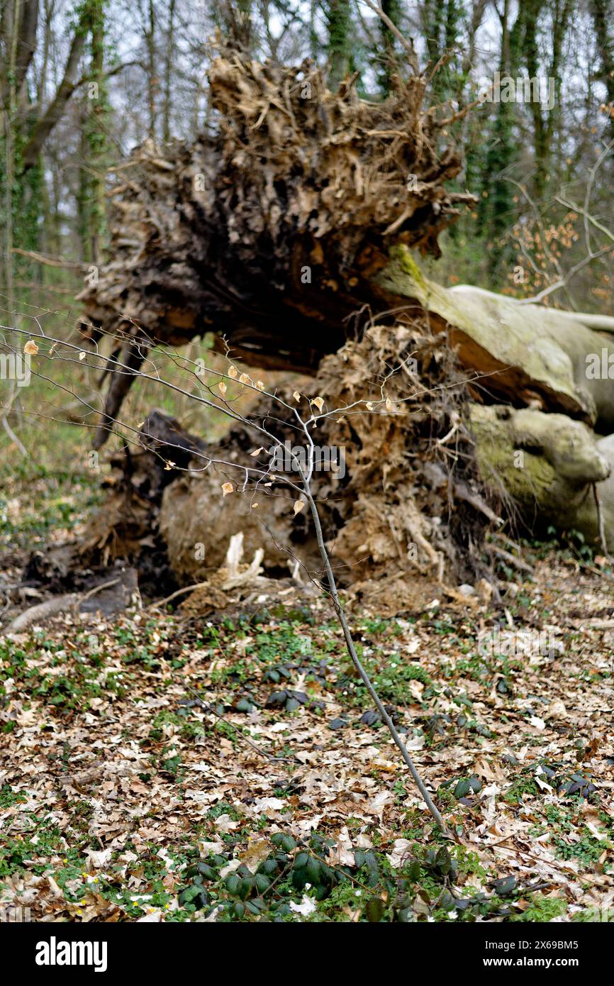 Europe, Germany, North Rhine-Westphalia, Bonn, city, Bonn, Ippendorf, Kottenforst, Waldau, forest, nature reserve, foreground young beech, spring, background old fallen tree in blur, beech, deadwood, lying, torn down, fallen down, dying, root, root plate, split upright, background trees, daylight, Stock Photo