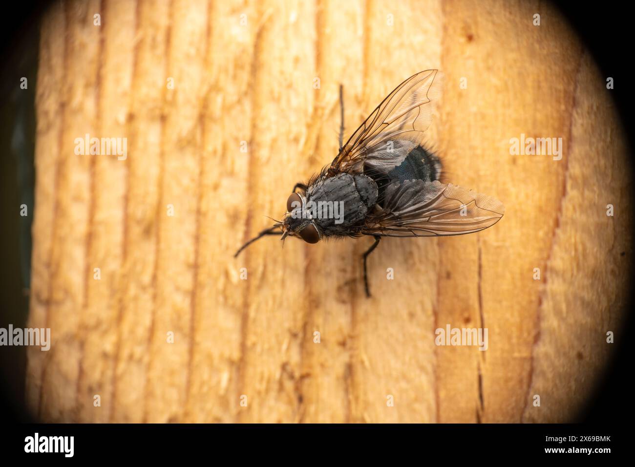 Calliphora vicina family Calliphoridae Genus Calliphora Blue Blowfly wild nature insect wallpaper, picture, photography Stock Photo