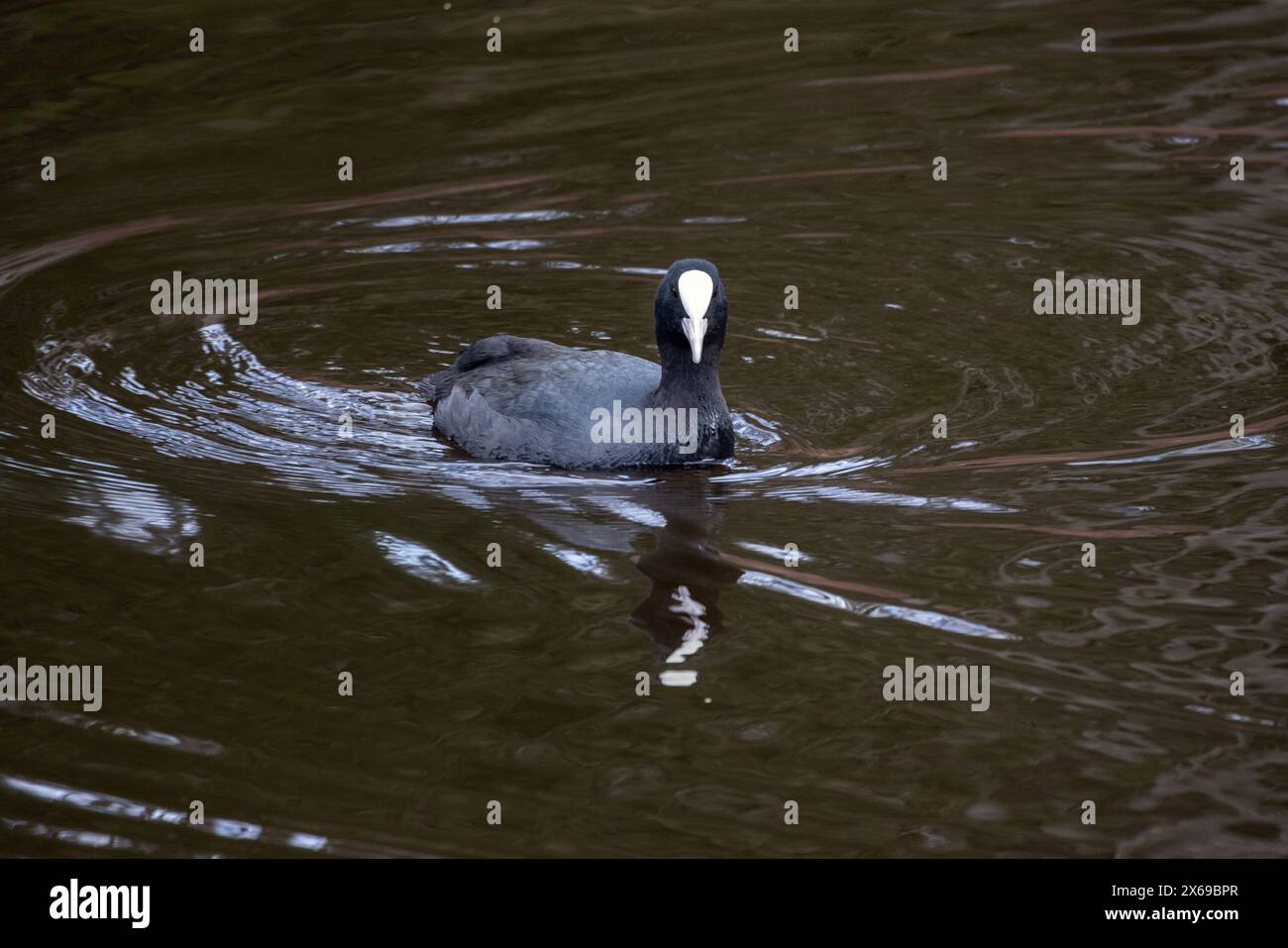 Black waterfowl is on the water. The Eurasian coot; also known as the common coot; or Australian coot; is a member of the rail and crake bird family; Stock Photo