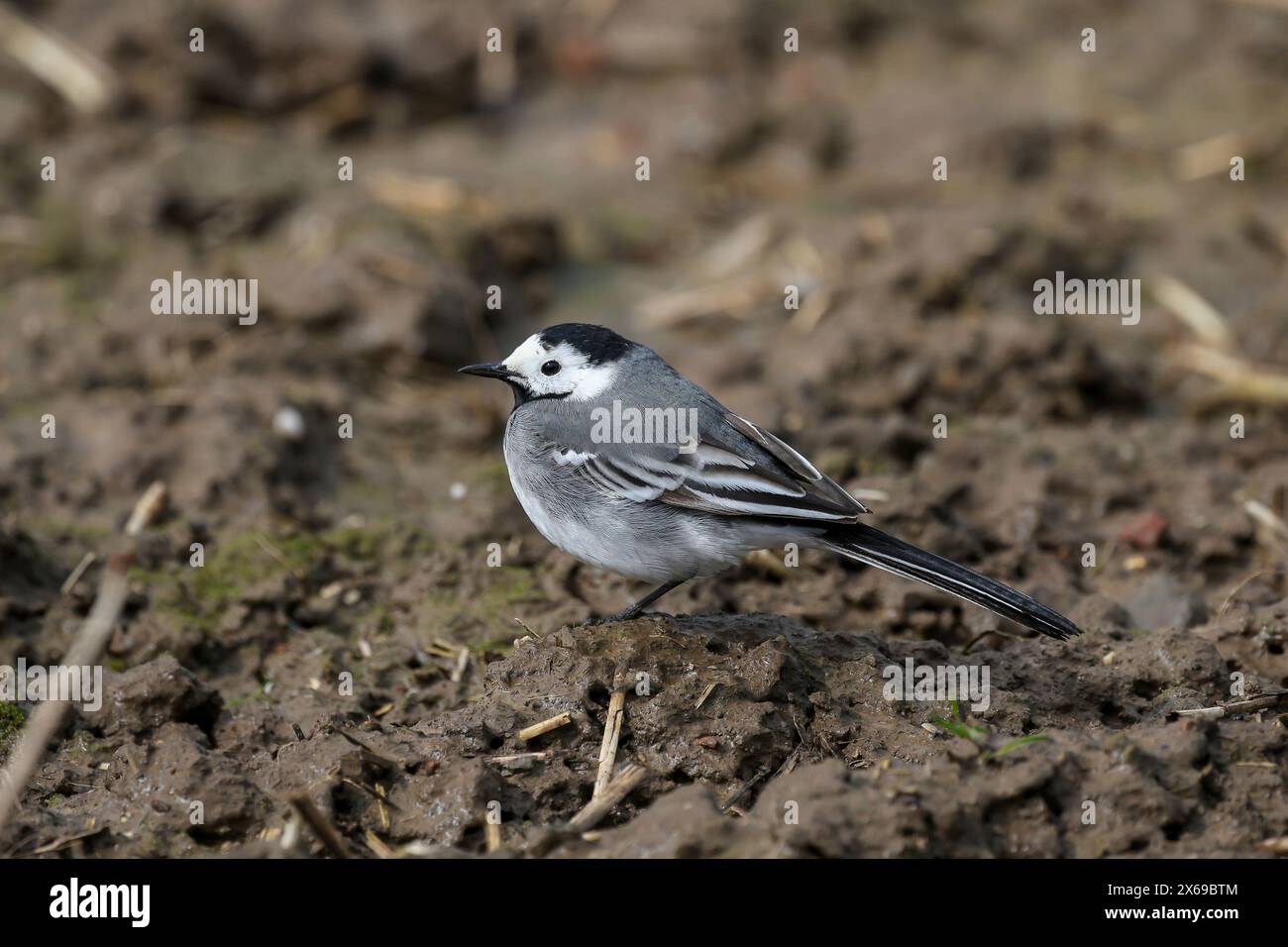 Grevenbroich, North Rhine-Westphalia, Germany - The white wagtail is a species of songbird in the wagtail and pipit family. It stands out due to its high-contrast, black-white-grey plumage and the bobbing tail typical of wagtails. Stock Photo