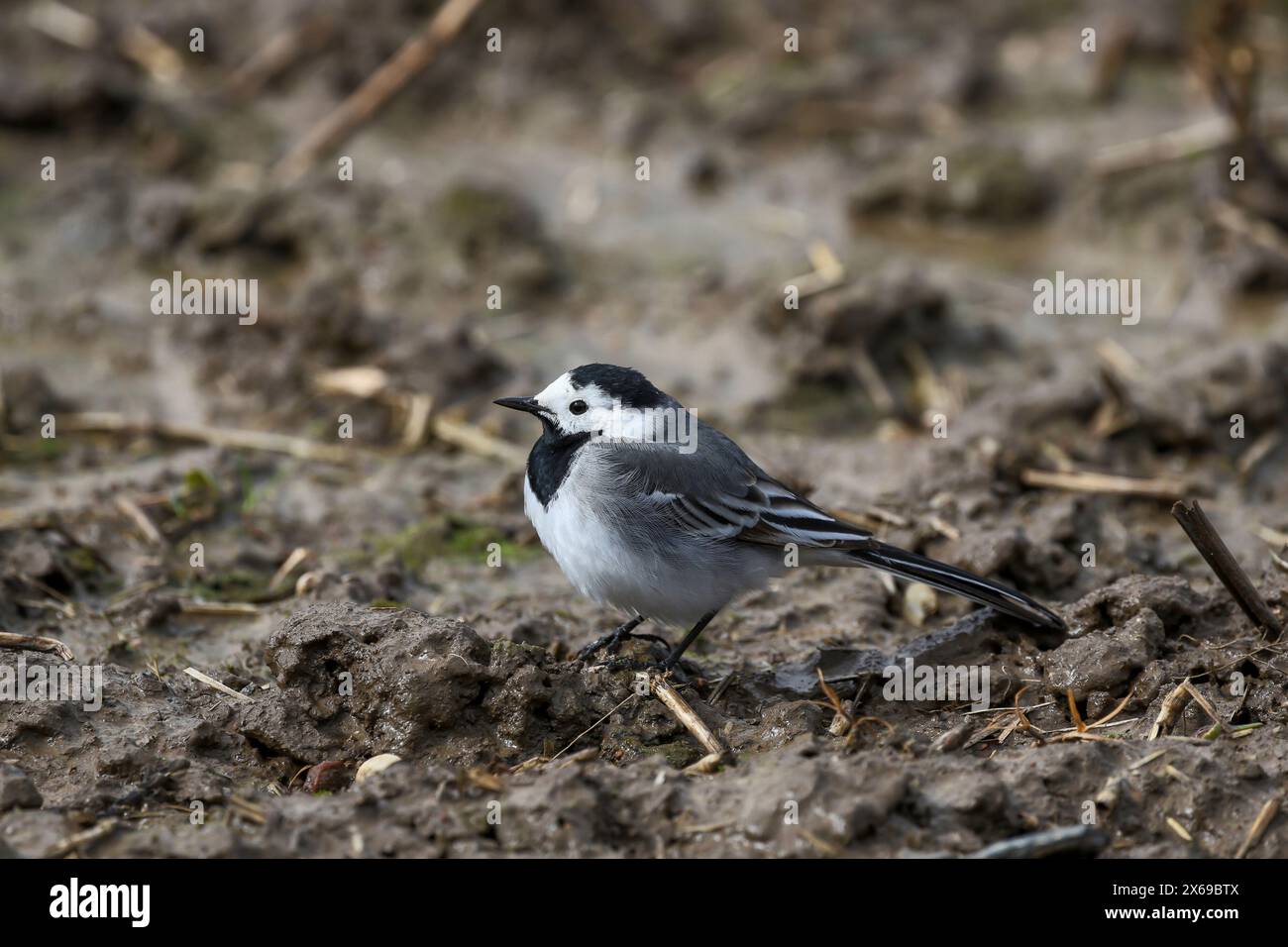 Grevenbroich, North Rhine-Westphalia, Germany - The white wagtail is a species of songbird in the wagtail and pipit family. It stands out due to its high-contrast, black-white-grey plumage and the bobbing tail typical of wagtails. Stock Photo