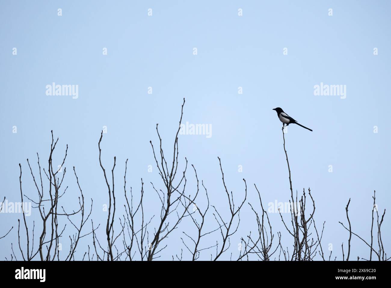 Bird with long tail is on top of tree on a winter day. The Eurasian magpie or common magpie, Pica pica Stock Photo