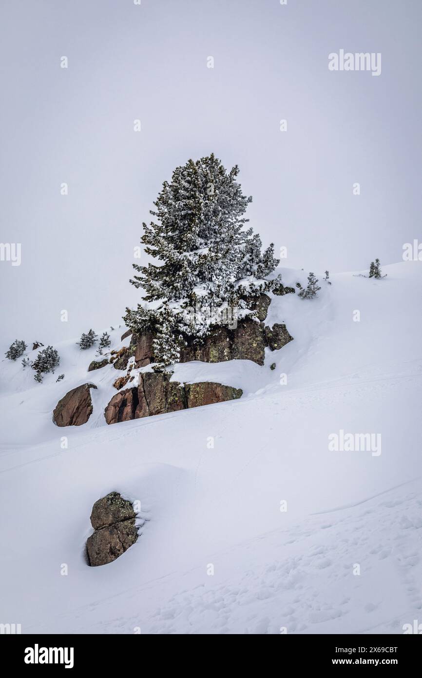 italy, Trentino, Primiero San Martino di Castrozza, minimal winter landscape with rocks and tree, Dolomites Stock Photo