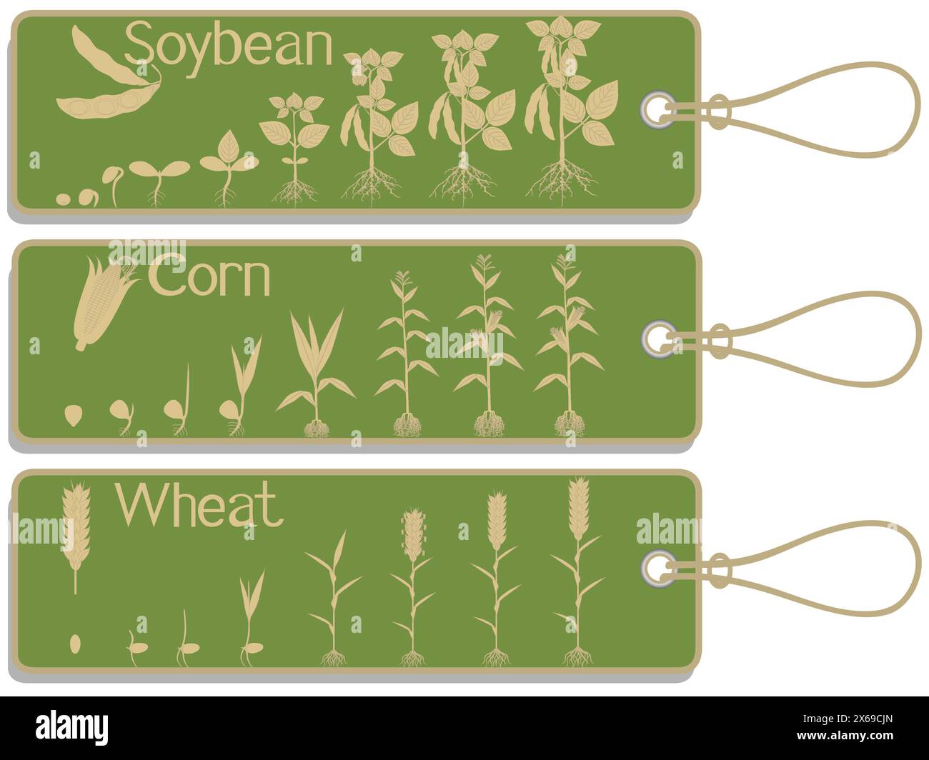 Soy, corn and wheat plant growth cycle tags isolated on white ...