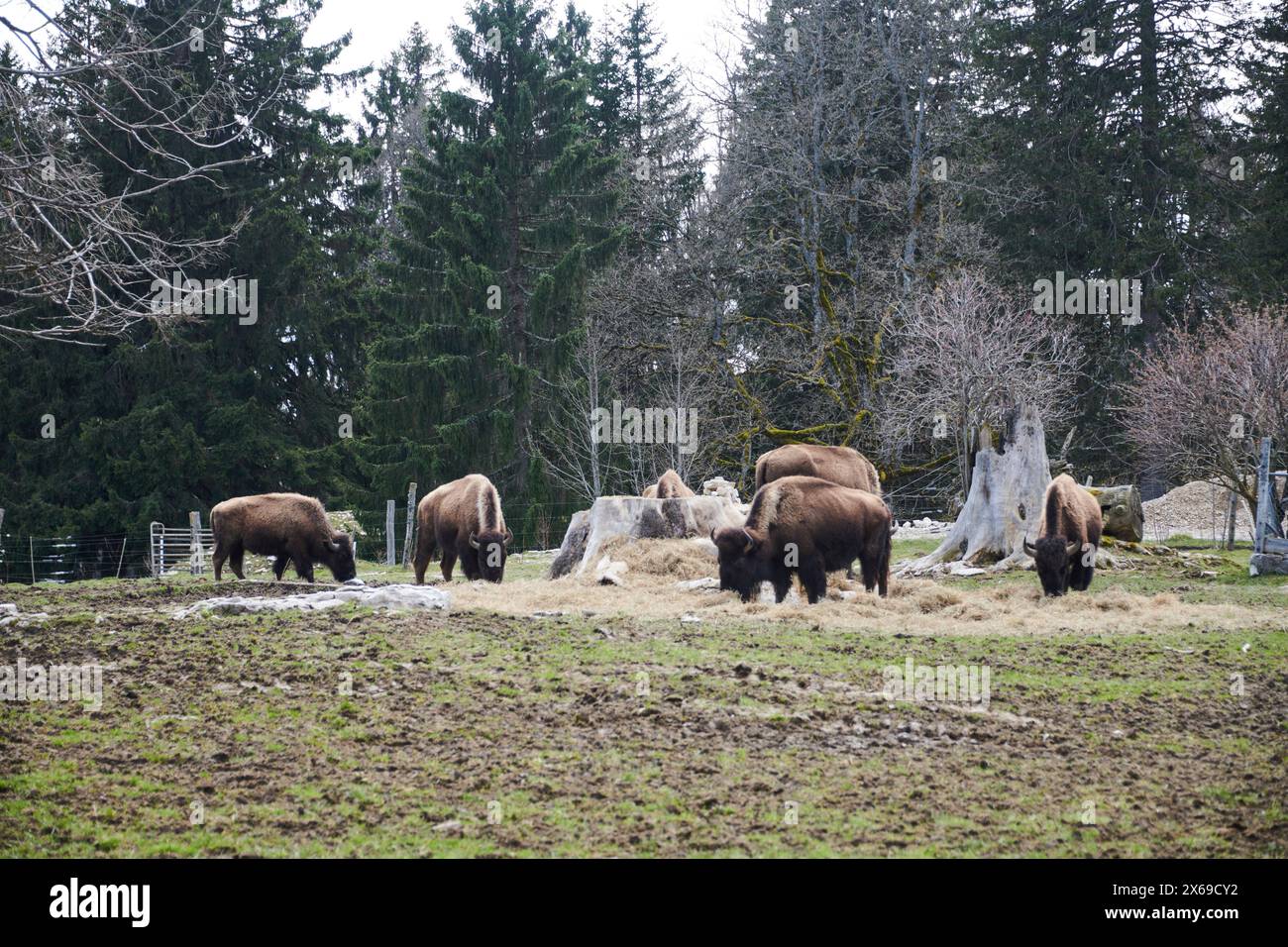 Buffalo farm in the Jura Stock Photo