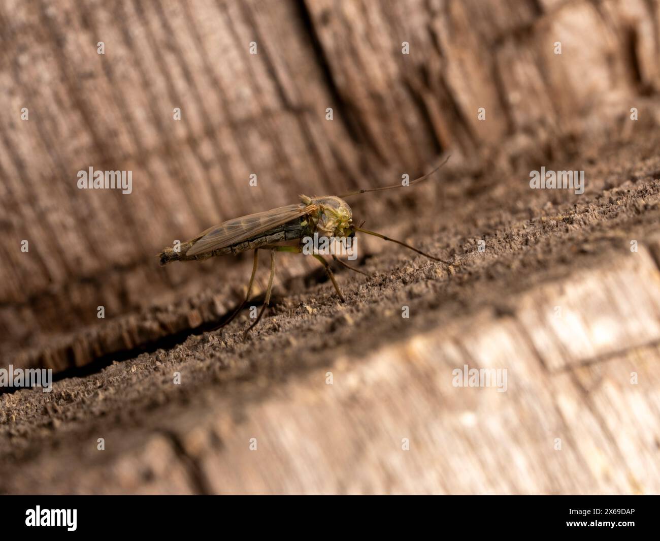 Genus Axarus Family Chironomidae wild nature insect photography, picture, wallpaper Stock Photo