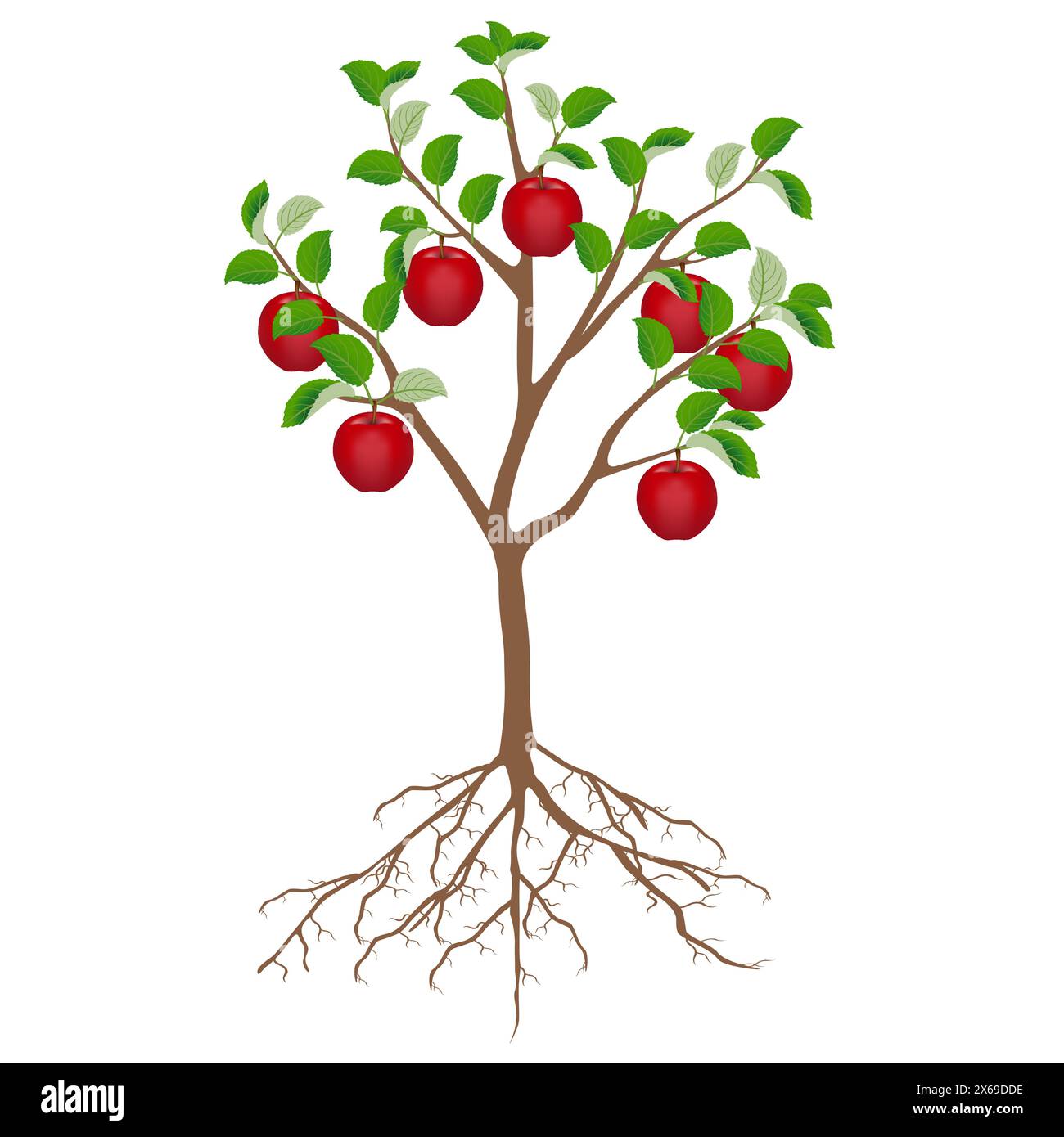 Apple tree with red apples and roots isolated on white background Stock ...