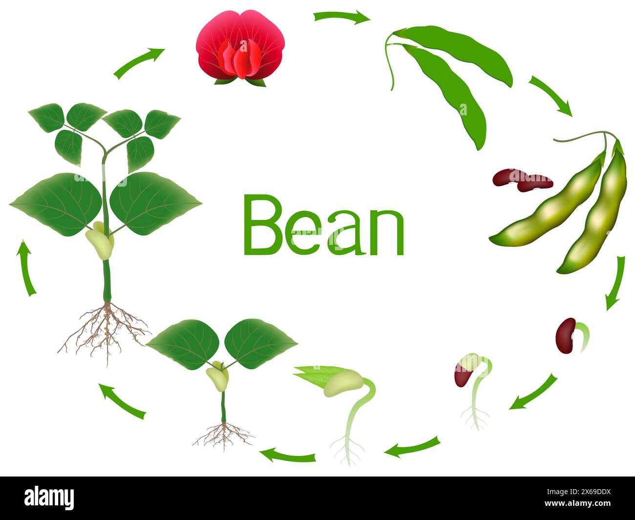 Bean plant growth stages isolated on white background Stock Vector ...