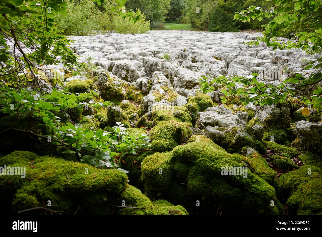 Forest, karst area, stone clearing Stock Photo
