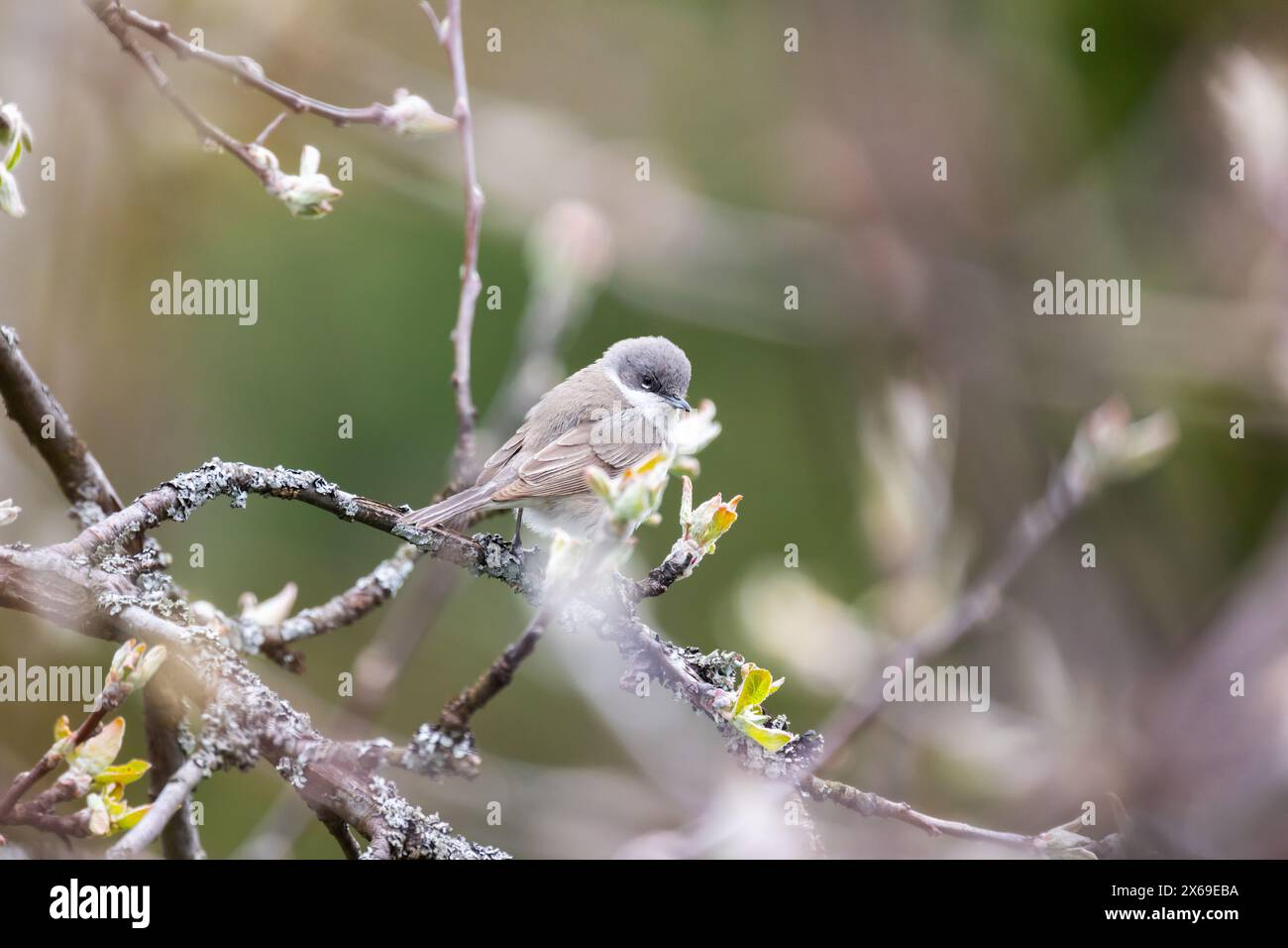 Little bird is on the branch. Lesser whitethroat is a common and widespread typical warbler. Curruca curruca Stock Photo