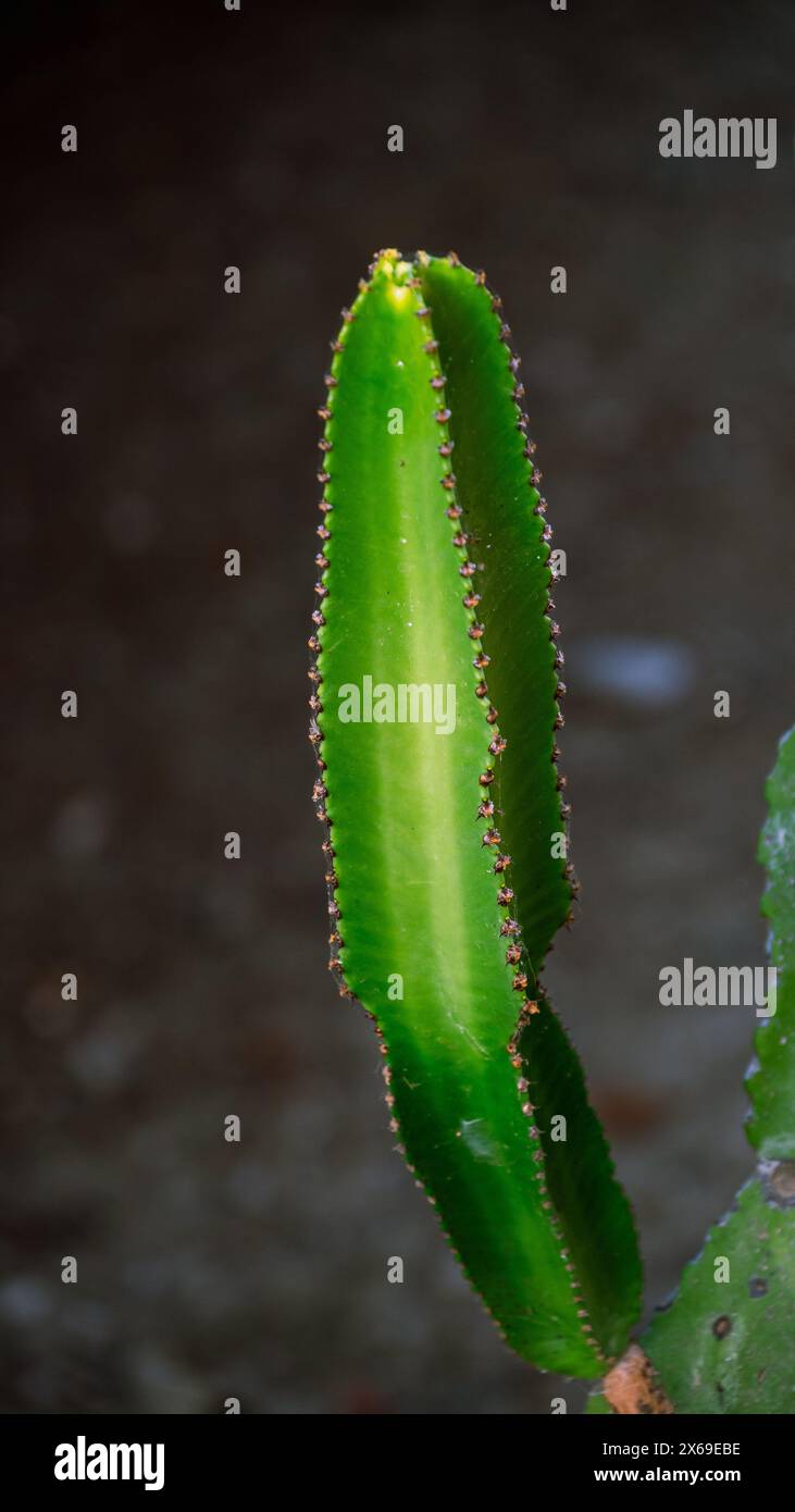 Detail of small succulent plant without flowers. Small rebutia with  delicate white thorns Stock Photo - Alamy