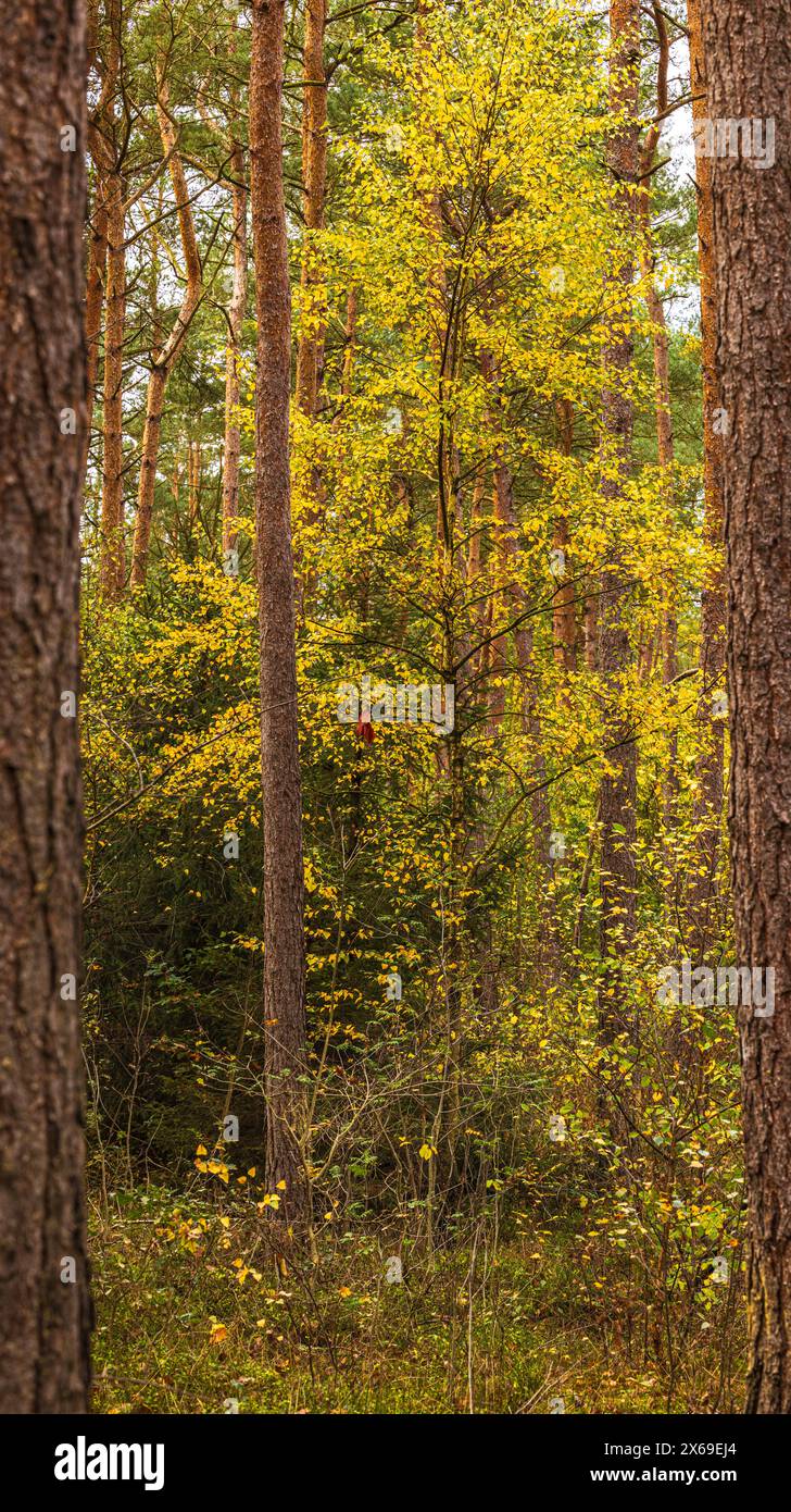 A forest in the fall, fall concept Stock Photo