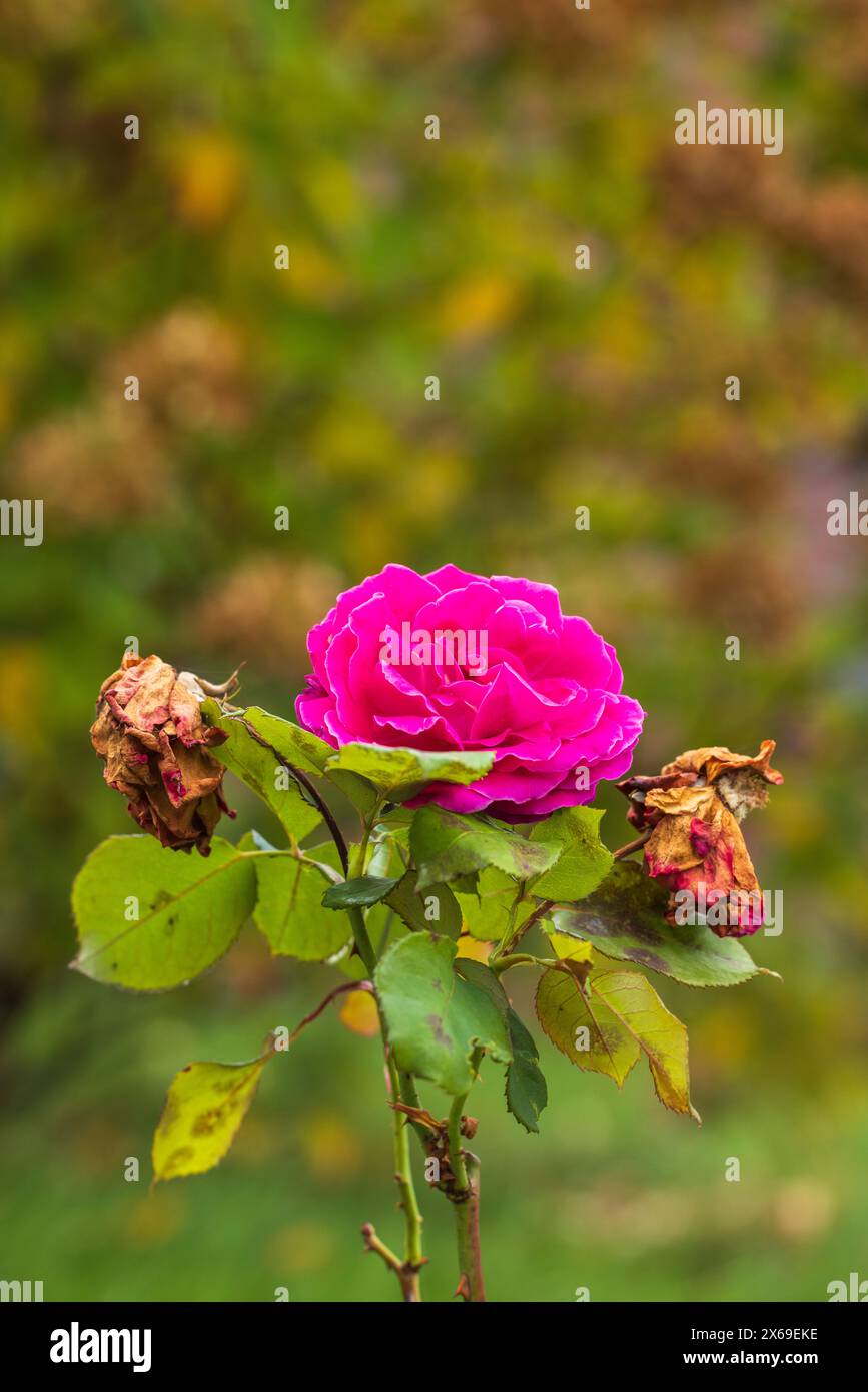 Natural background, rose and faded rose blossom, contrasting image, garden life Stock Photo