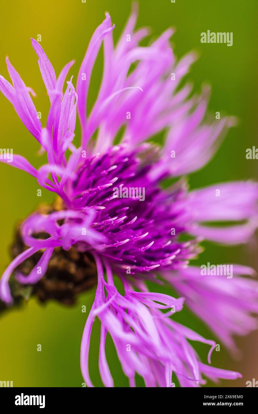Knapweed, close-up with blurred background Stock Photo