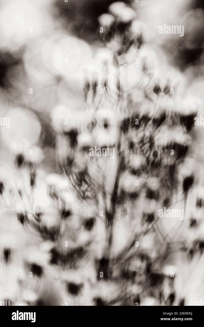 Defocused abstract nature background, black and white Stock Photo