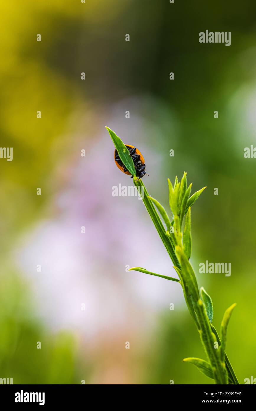 Ladybug on plant, garden life, bokeh background Stock Photo