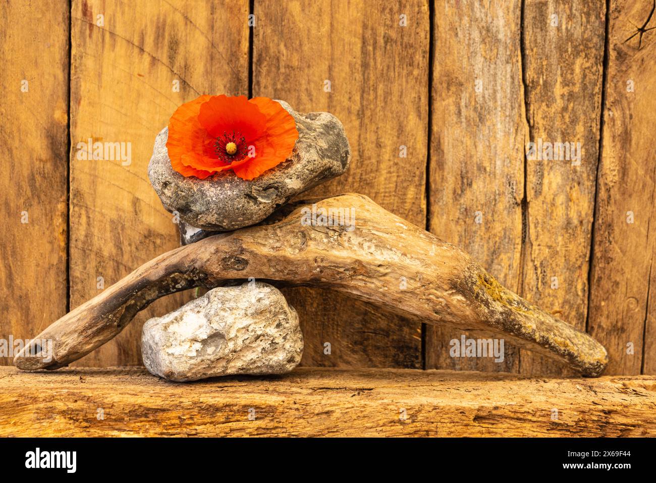 Simple still life, poppy blossom with flotsam and jetsam, garden