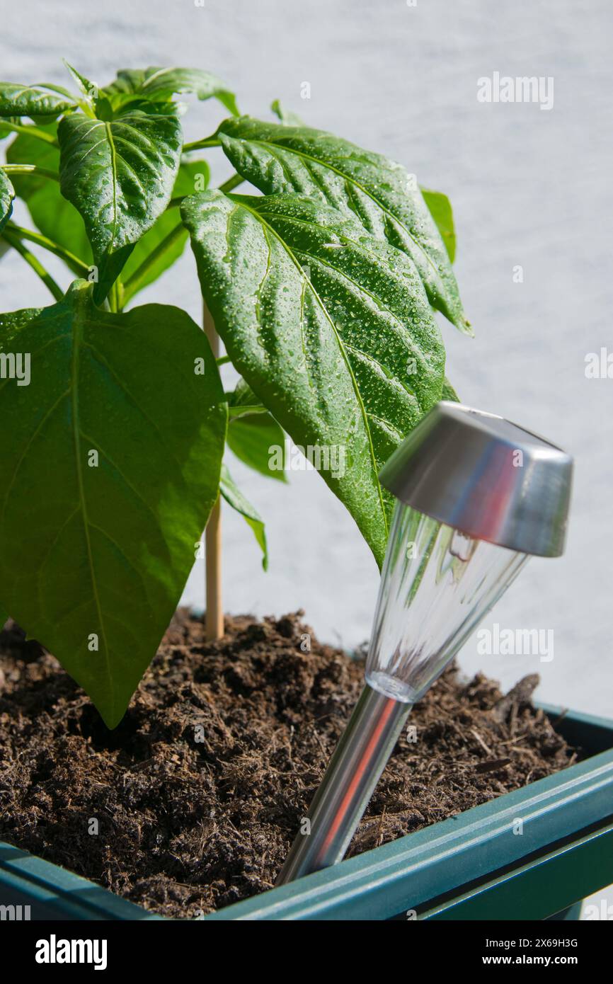 Solar battery light with green leaves of the wild paprika bush in spring garden. Stock Photo