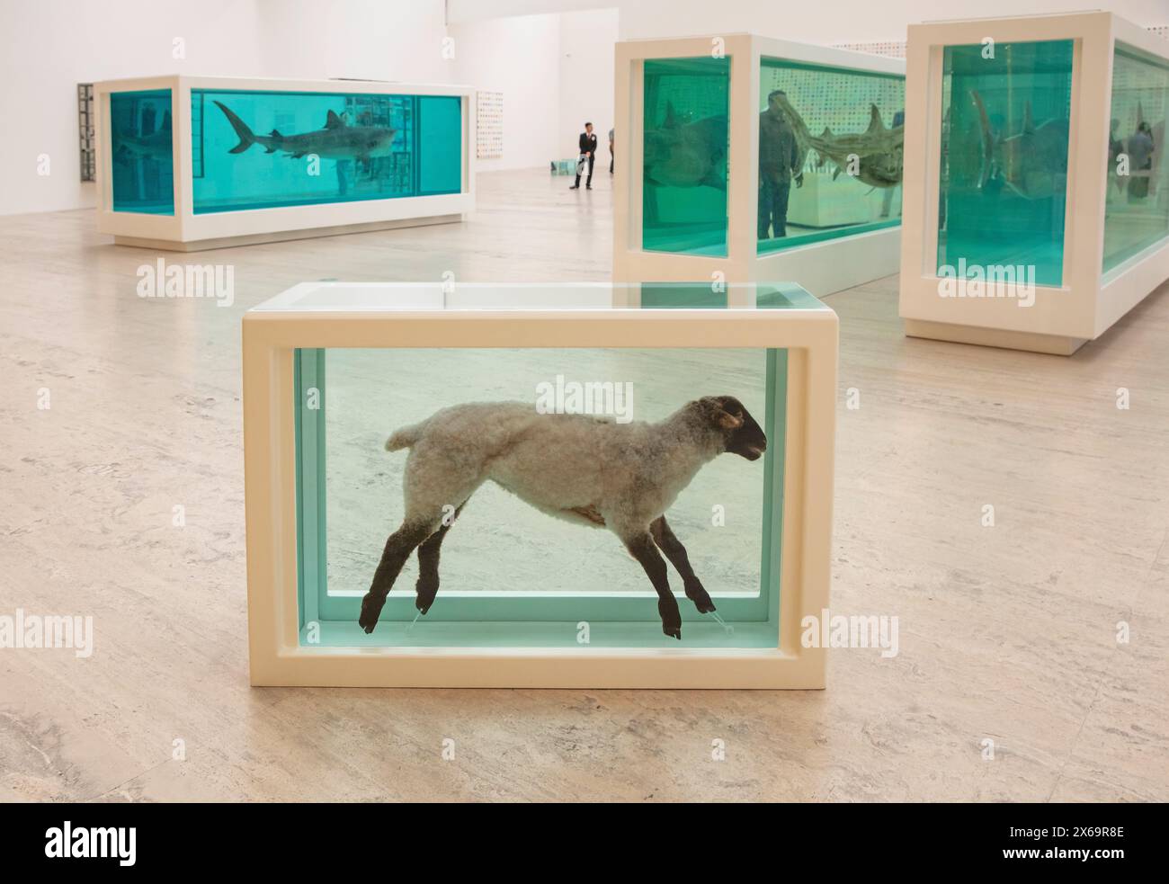 Damien Hirst's animals in formaldehyde displayed in a Museum Stock Photo