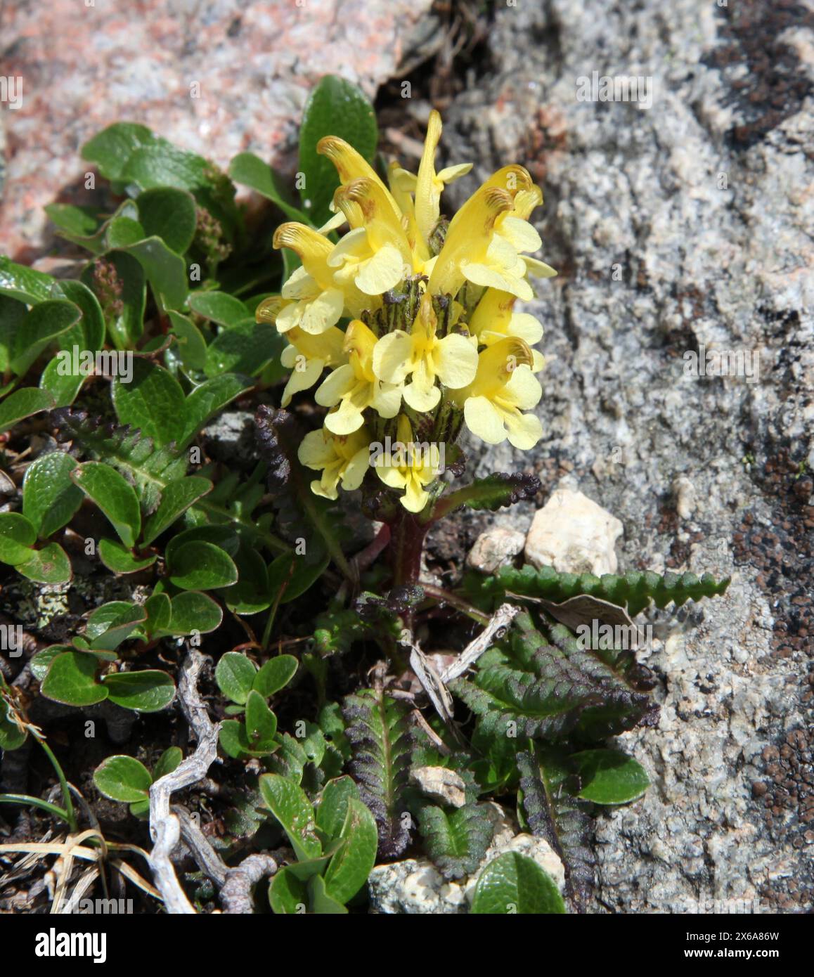 Oeder's Lousewort (Pedicularis oederi) yellow wildflower in Beartooth Mountains, Montana Stock Photo