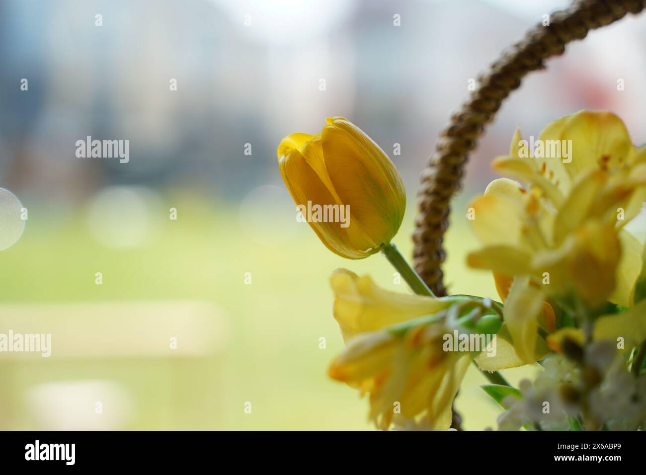 Beautiful bouquet of yellow tulips in a wicker basket Stock Photo - Alamy