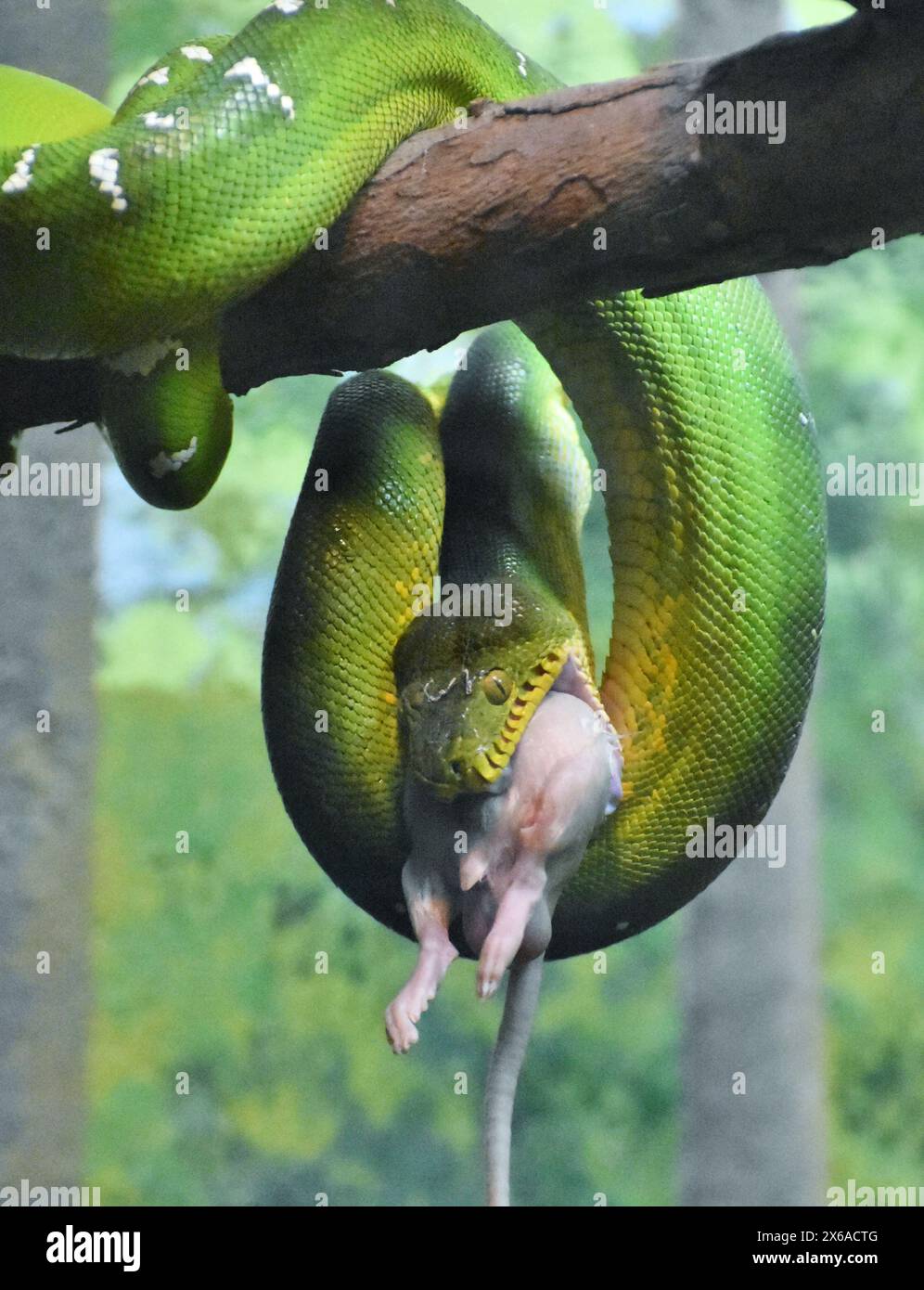 A green tree python eating a mouse. Morelia viridisis is native to ...