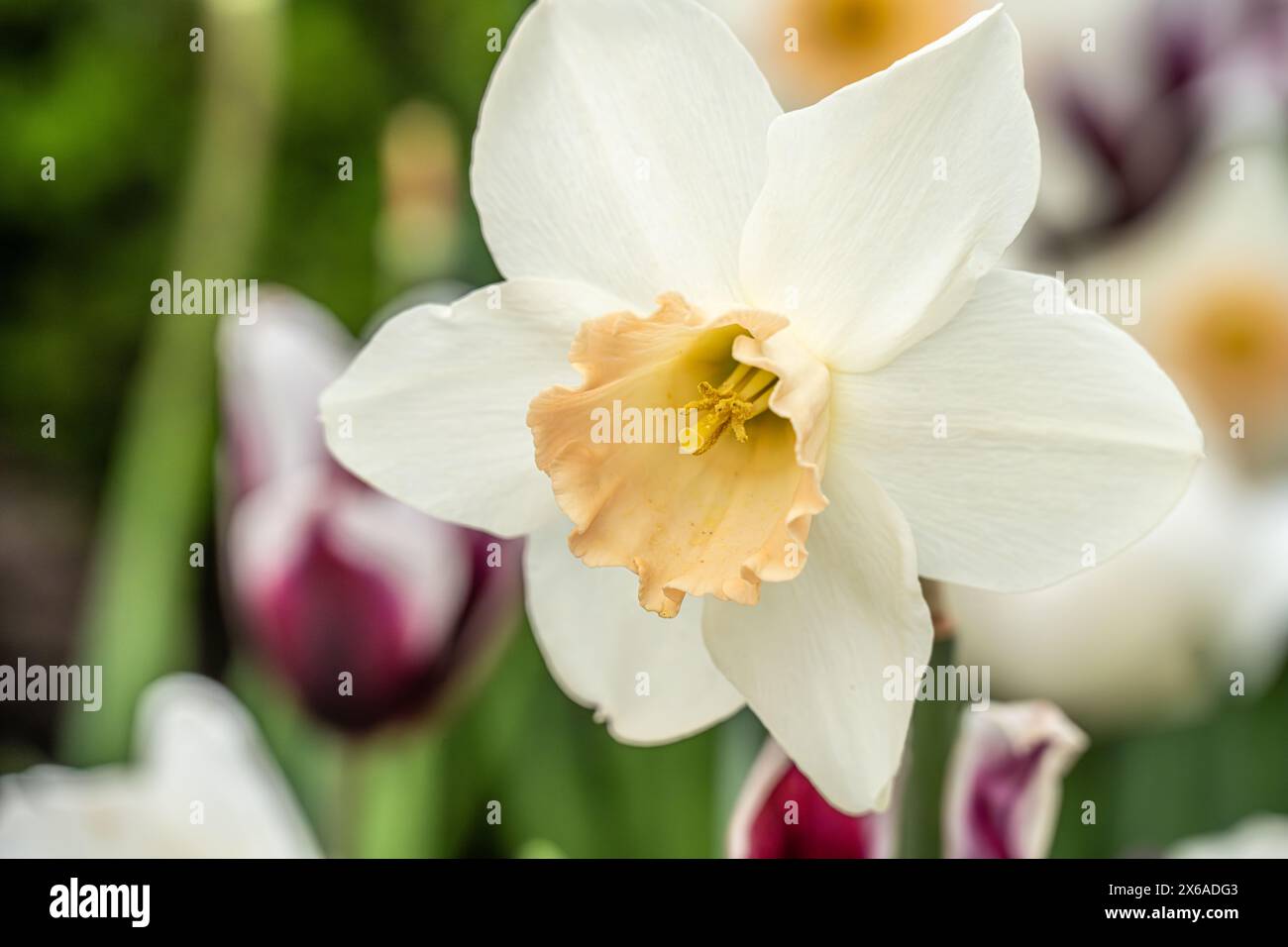 Beautiful springtime daffodils and tulips at the Atlanta Botanical Garden in Midtown Atlanta, Georgia. (USA) Stock Photo