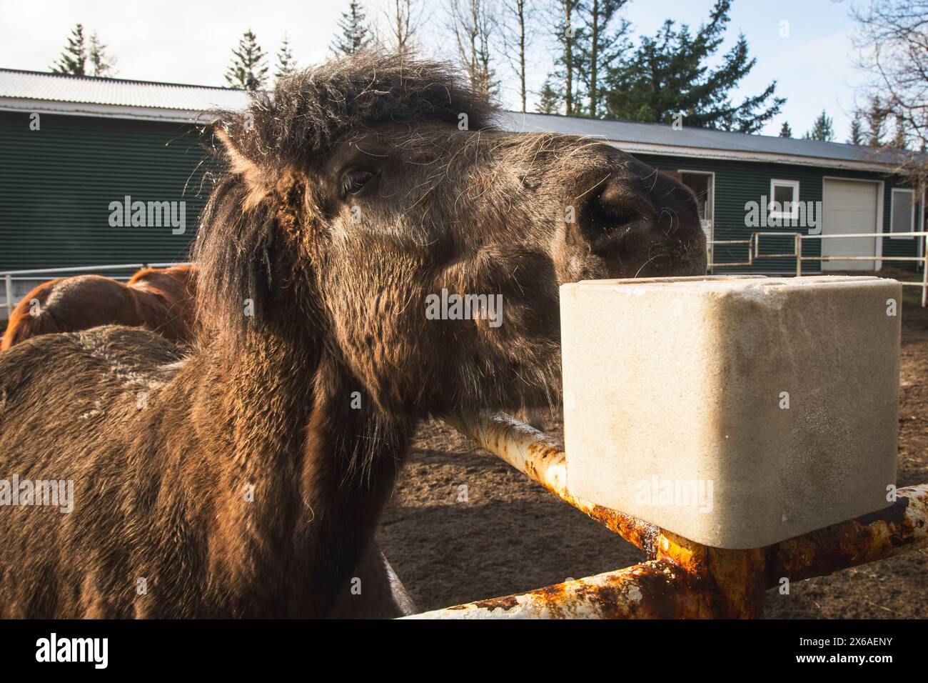South Iceland 2nd march, 2023 horse eat salt cube in Fridheimar