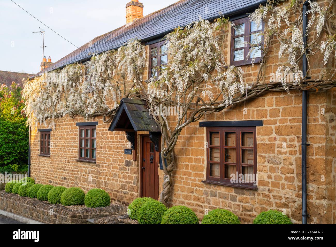 Wisteria floribunda 'Alba' flowering on a cottage in the early morning. Horley, Oxfordshire, England Stock Photo