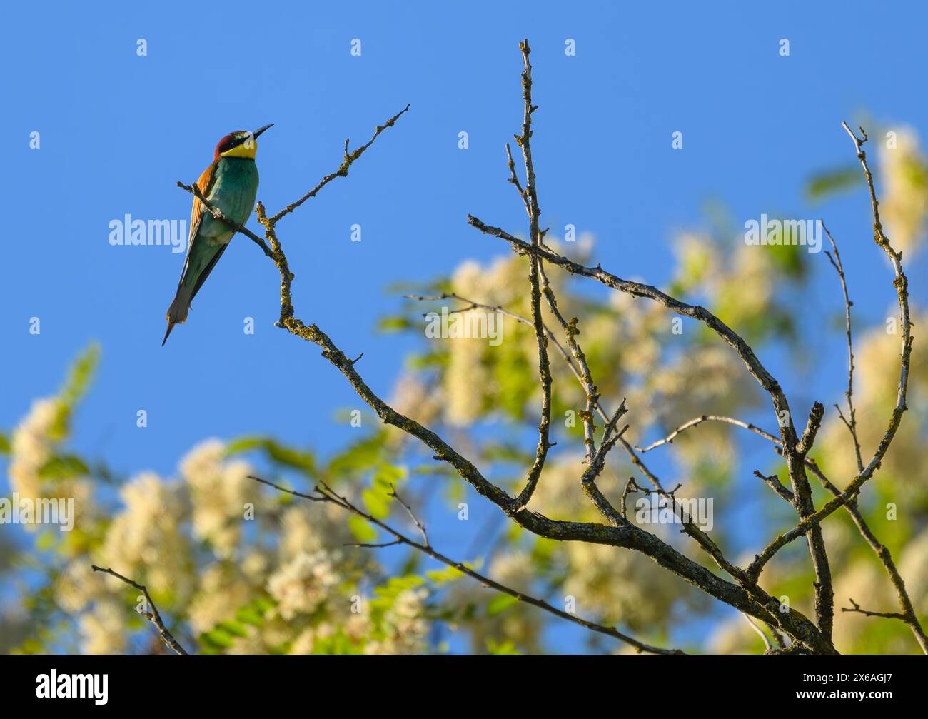 Seelow, Germany. 13th May, 2024. A bee-eater (Merops apiaster) sits on a branch. With its colorful plumage, the bee-eater is an unmistakable bird. It is also considered a beneficiary of climate change. As a thermophilic bird, the bee-eater breeds in warm and sunny, open areas. For its breeding burrows, it needs the edges of the landscape. Credit: Patrick Pleul/dpa/ZB/dpa/Alamy Live News Stock Photo