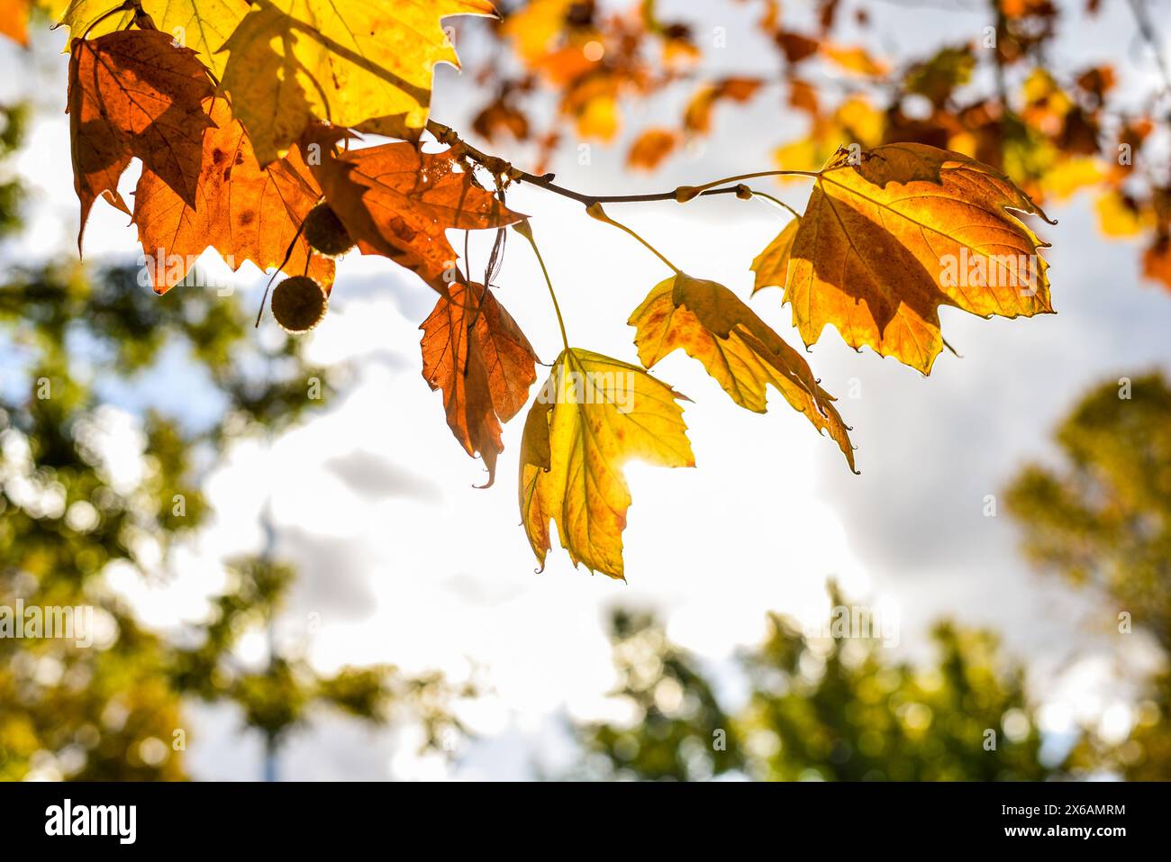 Autumn orange leaves fall leaf isolated dry nature hi-res stock ...