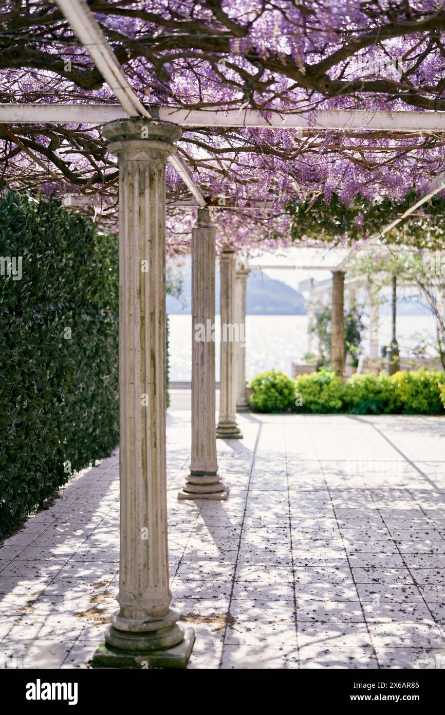 Pergola with columns twined with blooming purple wisteria in a garden by the sea Stock Photo