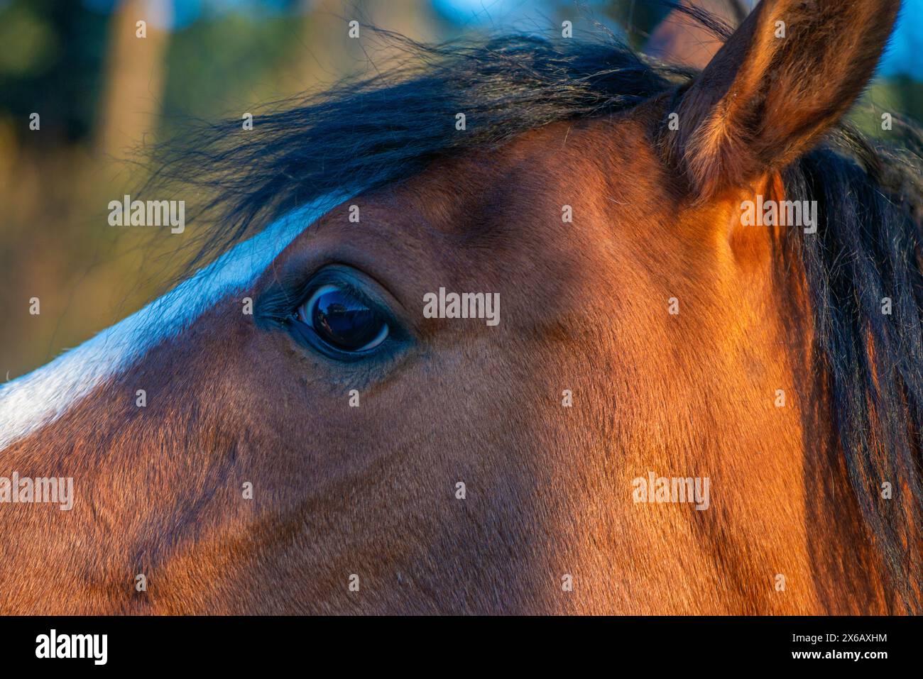 An intimate close-up photo capturing the soulful gaze of a brown horse's eye, revealing its depth and beauty. Stock Photo